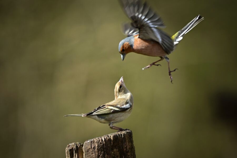 Two finches on a wooden post, one landing with wings spread