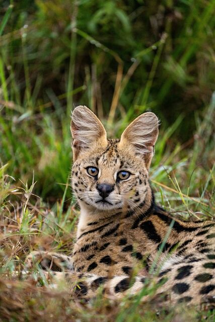 A serval cat looking straight at the camera from tall grass